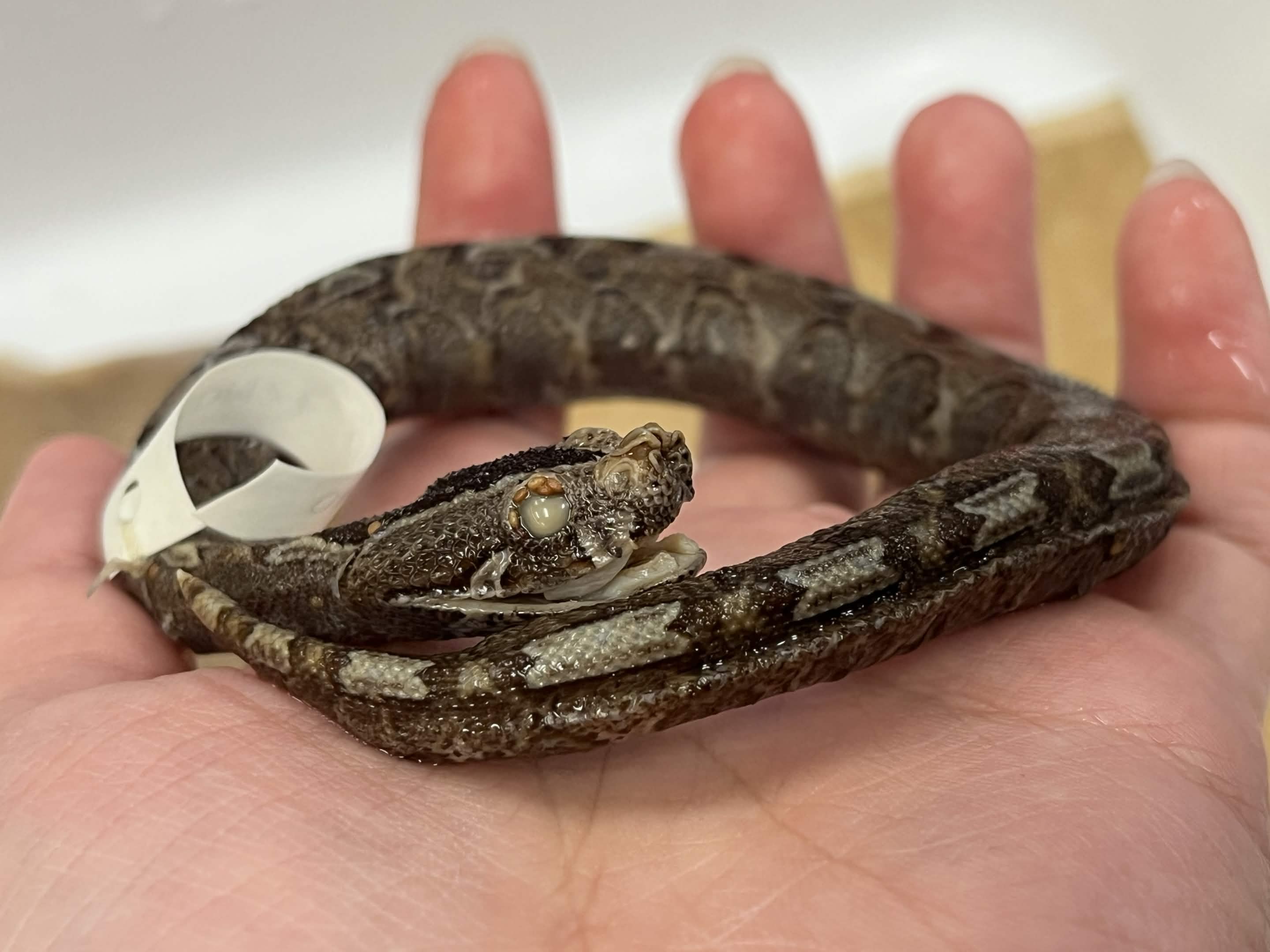 <p>Infraorder + Super Family + Family + Sub Family?</p>