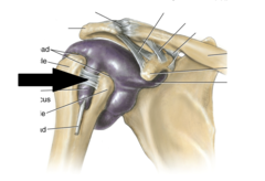 <p>Holds biceps tendon in intertubercular sulcus</p>