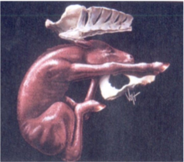 <p>Describe the abnormality in this image. </p>
