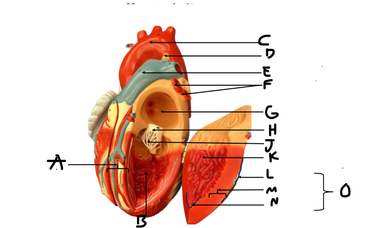 <p>D</p>