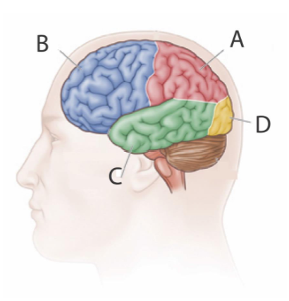 <p>Name the lobes</p>