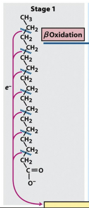 <p>What is stage 1 of fatty acid oxidation?</p>