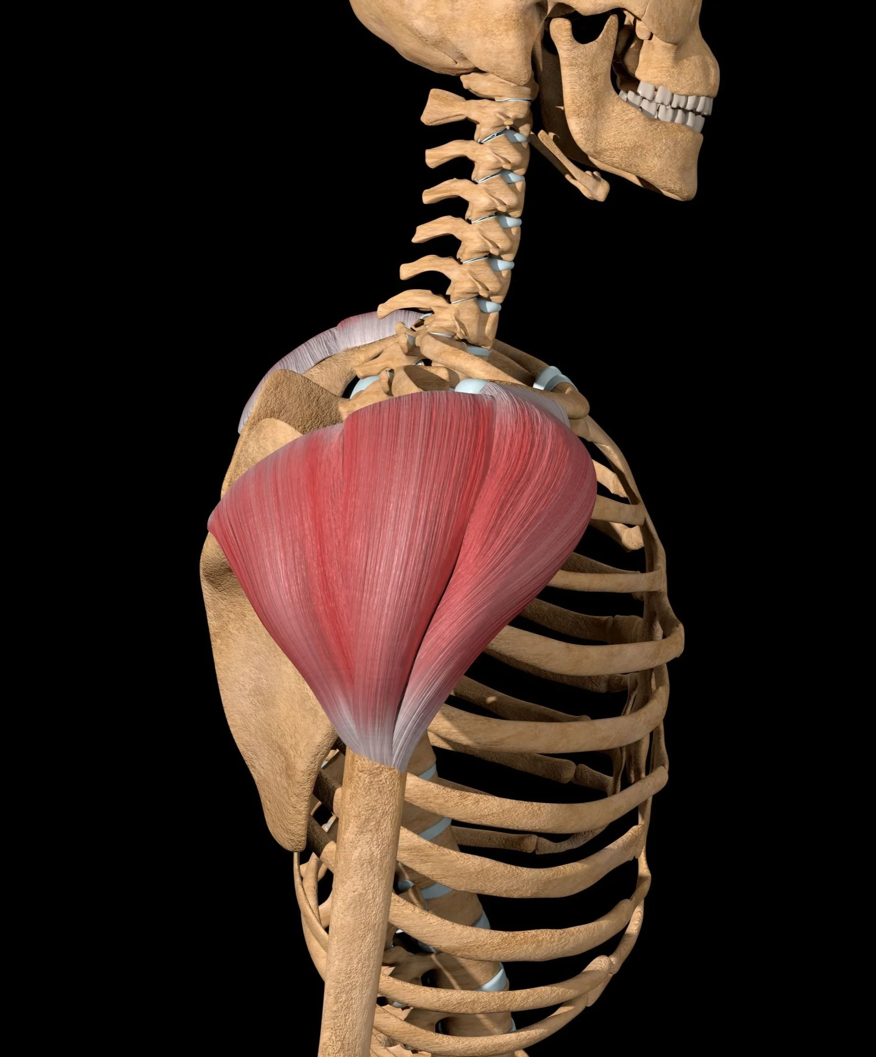 <p>deltoid tuberosity (lateral side of the body of the humerus)</p>