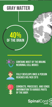 <p>Neuronal cell bodies, dendrites, unmyelinated axons, outer part of brain</p>
