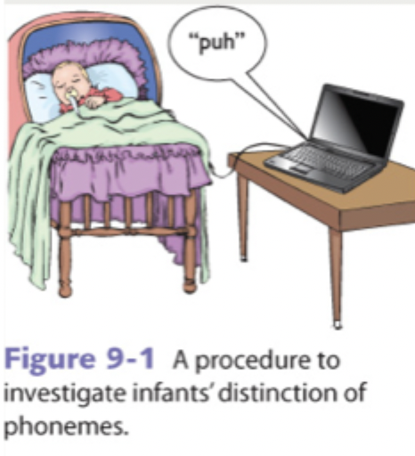 <ul><li><p>One month olds can distinguish different phonemes</p></li><li><p>Sucking paradigm:</p><ul><li><p>Infant will suck to hear a phoneme</p></li><li><p>They will habituate after a few minutes &amp; suck less</p></li><li><p>If a new phoneme is played, they will increase sucking to continue hearing the convel phoneme </p></li></ul></li></ul><p></p>