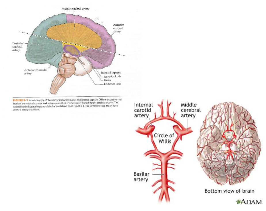 <p>1.Circle of Willis: The interconnection of the ACA, MCA, PCA   </p><p>2.Terminal branches of the cerebral arteries</p>