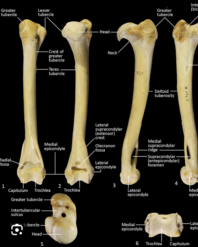 <p>same side as greater tubercle</p>