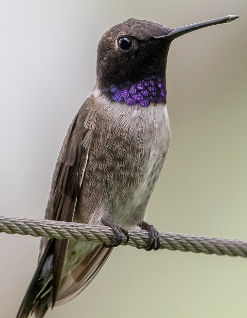 <p>What bird is this? </p>