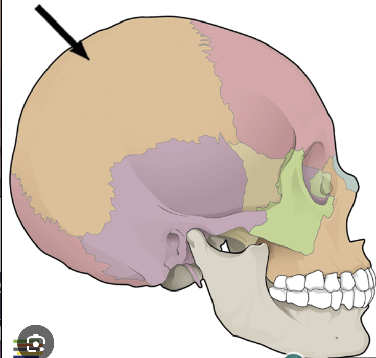 <p>Which bone is this?</p>