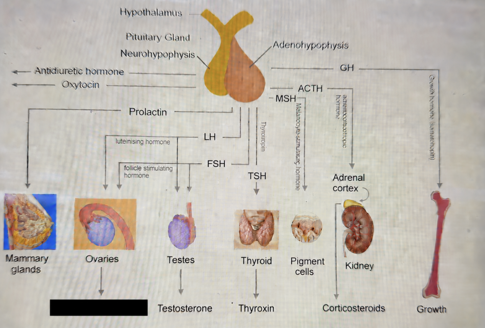 term image