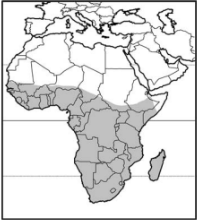 <p>Chinchillas</p><p>Infraclass Eutheria</p><p>Order: Rodentia</p><p>Suborder Hystricomorpha</p><p>Family Chinchillidae</p><p>South America</p><p><span>herbivores</span></p>