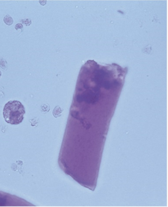 <p>Identify the following.</p>