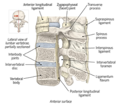 <p>what are the three intervertebral joints ( double check this on slide 26) </p>