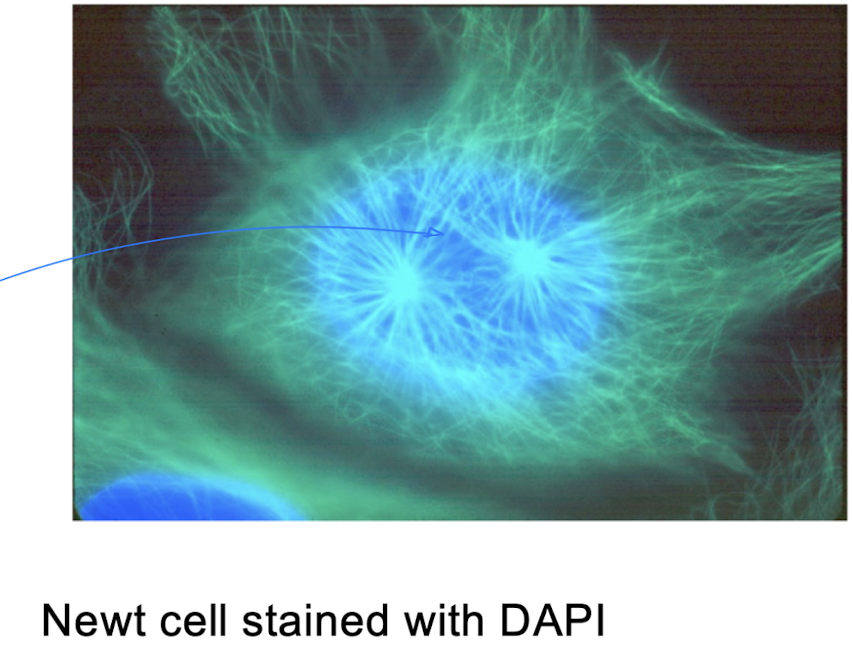 <p>Make things Visible: Fluorescent stains</p>