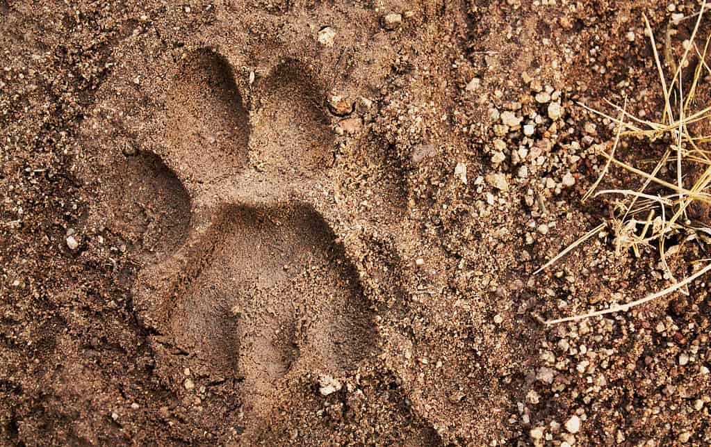 <ul><li><p>4 toes</p></li><li><p>toes asymmetrical, leading toe slightly forward (uneven)</p></li><li><p>for the most part, claw prints lacking (feline)</p></li><li><p>metacarpal pad MIGHT have 2 lobes on the front of the heel (feline)</p></li><li><p>claw prints only visible if using them for grip</p></li><li><p>size matters. this one will be bigger than the other option</p></li></ul><p></p>