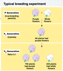 <p>P generation (parental generation)</p><p>F1 generation (first filial generation, the word filial from the Latin word for "son") are the hybrid offspring.</p><p>Allowing these F1 hybrids to self-pollinate produces:</p><p>F2 generation (second filial generation).</p><p>It is the analysis of this that lead to an understanding of genetic crosses.</p>