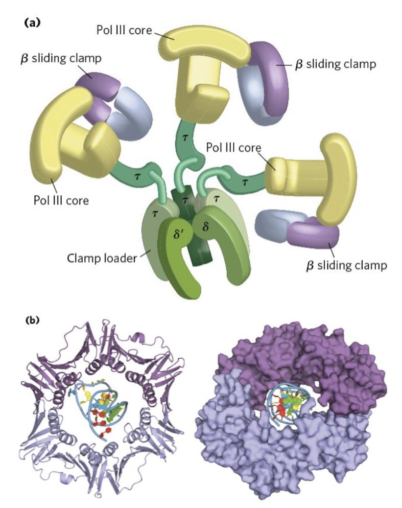 <p><strong>Core polymerase (Pol III)</strong> catalyzes DNA synthesis</p><p><strong>Clamp loader:</strong> Acts as a scaffold for DNA polymerase III complex; assembles<strong> β clamp</strong> onto DNA via ATP; coordinates the <strong>replication fork </strong>by interacting with DnaB helicase through τ subunit</p><p><strong>β clamp (sliding clamp) </strong>tethers the core pol to DNA; Decreases dissociation and increases <strong>processivity</strong></p>