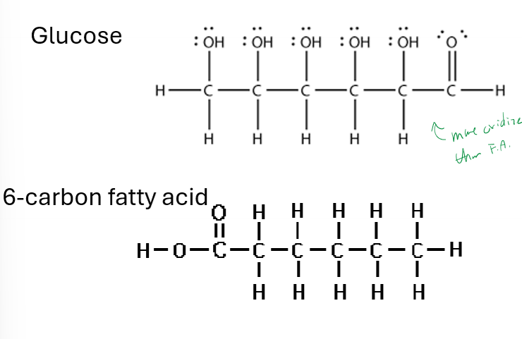 <p>Why store Energy as fat (triacylglycerols) rather than sugars?</p>