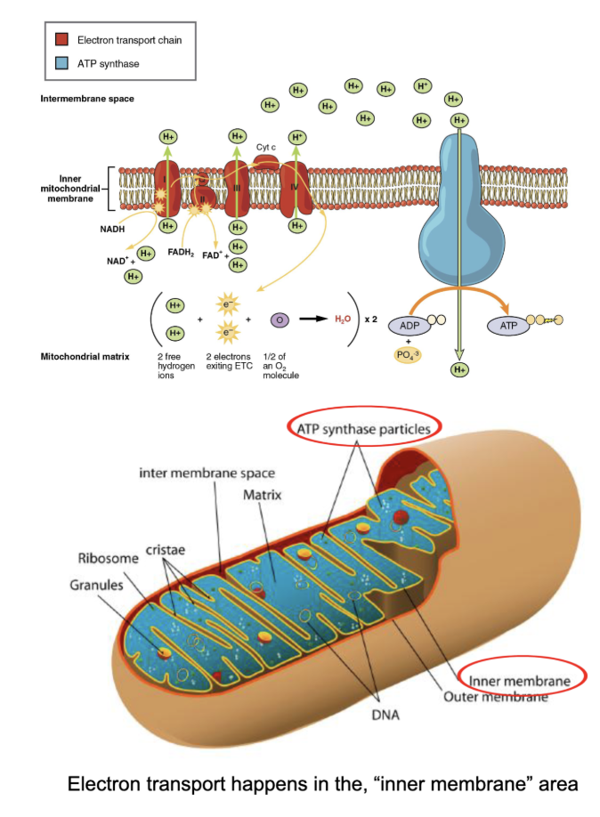 <ul><li><p>series of molecules embedded in the inner mitochondrial membrane</p></li></ul><ul><li><p>NADH and FADH2 made in steps 1 and 2 carry electrons here</p></li><li><p>32-34 ATP are made depending on the cell</p></li><li><p>requires oxygen as the final electron acceptor in the chain</p></li></ul><p></p>