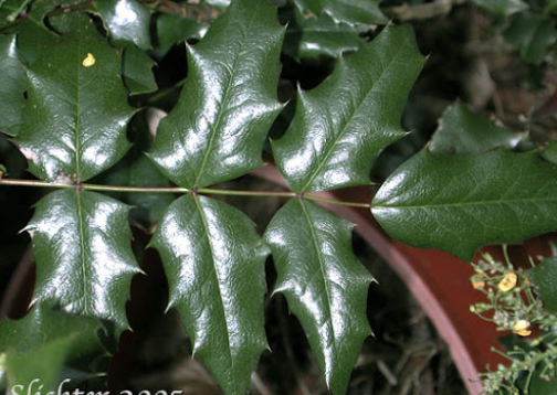spiky shiny leaves, <= 9 leaflets
