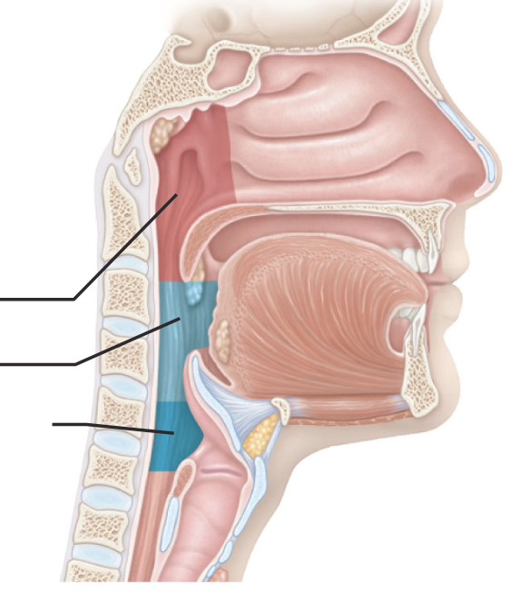 <ol><li><p>nose = nares, nasal cavity, concha</p></li><li><p>pharynx</p><ol><li><p>nasopharynx</p></li><li><p>oropharynx</p></li><li><p>laryngopharynx</p></li></ol></li></ol><p></p>