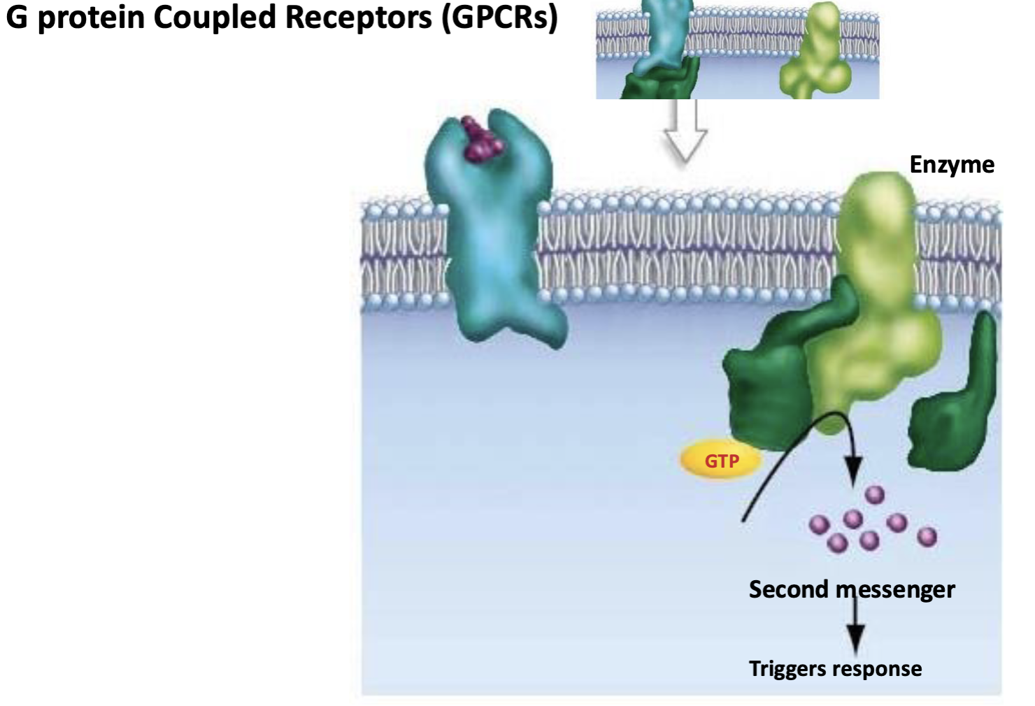 <p>GTP</p>
