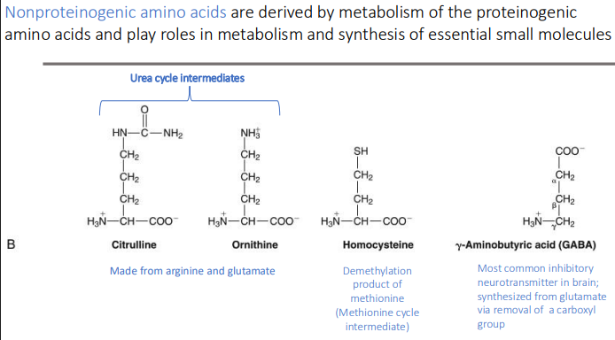 <p>Most common inhibitory neurotransmitter in brain</p><p> glutamate via removal of a carboxyl group</p>