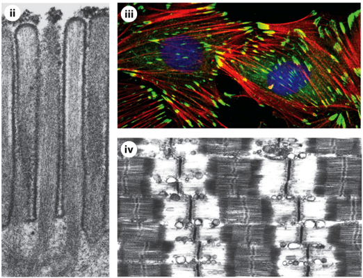 <p>What protein are actin filaments made of?</p>