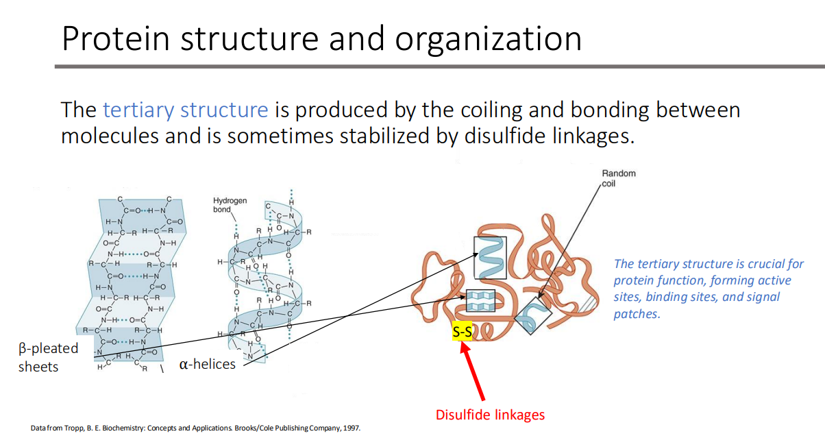 <ol><li><p>Protein function </p></li><li><p>Forming active sites</p></li><li><p>Binding sites</p></li><li><p>Signal patches </p></li></ol><p></p>