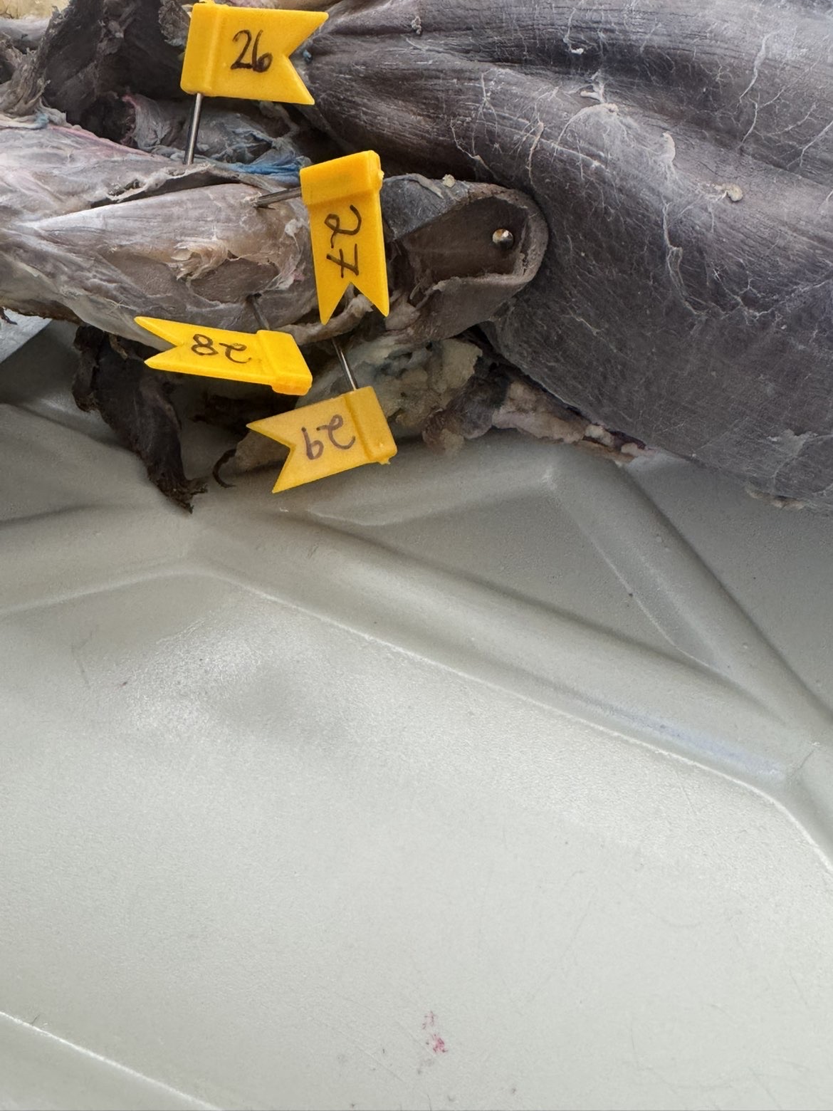 <p>Numbers:</p><p>26</p><p>27</p><p>28</p><p>29</p>