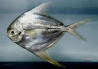 <p>Lack pelvic fins and keel- blunt head, curved dorsal and rear fins, scales</p>