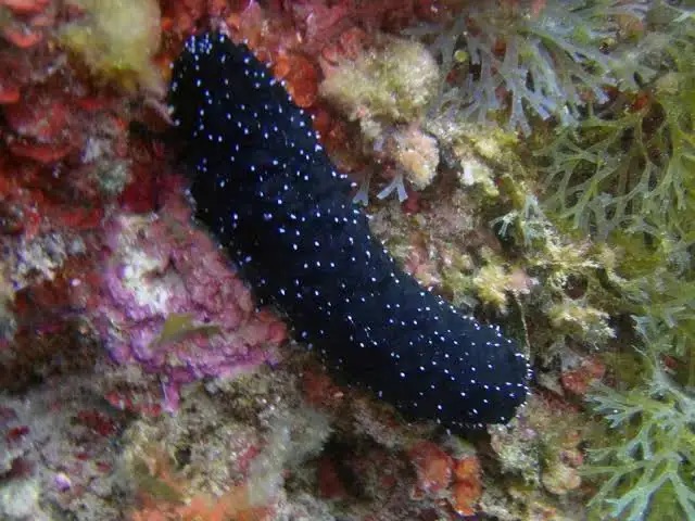 <p>White spot sea cucumber</p><p>- Can grow up to 20cm</p><p>- Brown colour with very small white spots at irregular intervals along body</p><p>- Cylindrical in shape with a flattened bottom</p><p>- May have small spines along surface however much less obvious than Holothuria tubulosa</p>