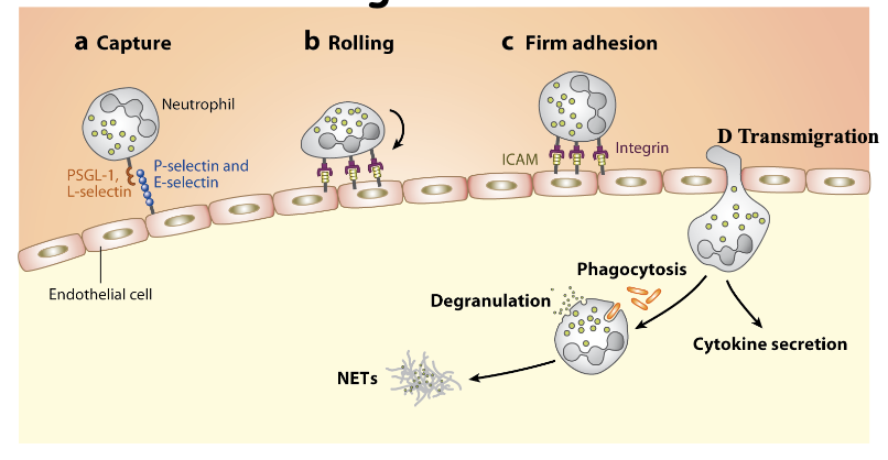 <p>Done through <strong>Extravasation </strong></p><p>when neutrophils are activated</p><p>resting condition they are circulating (always checking the blood vessels)</p><p>sensing for chemokine gradient (IL-8) sense complement product, leukotrines (lipid mediators)</p><p>neutrophils will respond to these signals that are chemoattractant</p><p>endothelial capture the neutrophils</p><p>integrin dependent rolling process</p><p>firm adhesion</p><p>transmigrate into the tissue site</p><p>when in the tissue site will do their job: phagocytosis→ degranulations and cytokine secretion, releasing NETs (neutrophil content)</p><p>-defense mechanism</p>