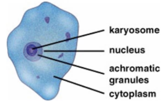 <p>Iodamoeba butschlii: Trophozoite</p>