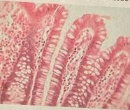 <p>what type of tissue is this?</p>