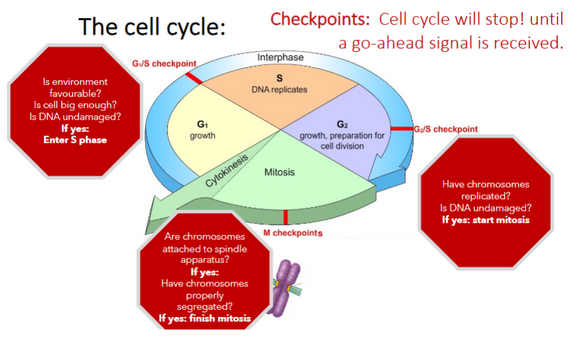 <ul><li><p>control mechanisms</p></li><li><p>G1 checkpoint, the G2/M checkpoint, and the M checkpoint.</p></li></ul><p></p>