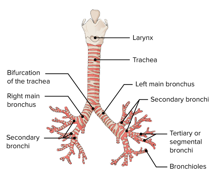 <p><span style="font-family: "Helvetica Neue";"><strong>Tracheobronchial Tree</strong></span></p><p><span style="font-family: "Helvetica Neue";">•</span><span><strong>Primary bronchi</strong></span><span style="font-family: "Helvetica Neue";"> branches after carina of trachea</span></p><p><span style="font-family: "Helvetica Neue";">–</span><span><strong>Right bronchus is wider, shorter, more vertical</strong></span></p><p><span style="font-family: "Helvetica Neue";">•</span><span><strong>Secondary (lobar) bronchi branches to each separate lobe of lung </strong>(5 total, 3 right, 2 left)</span></p><p><span style="font-family: "Helvetica Neue";">•</span><span><strong>Tertiary (segmental) bronchi </strong></span><span style="font-family: "Helvetica Neue";">&nbsp;branch to bronchopulmonary segments<strong> </strong>(~10 segments in each lung)</span></p><p style="text-align: left;"></p><p><span>❖</span><span style="font-family: "Helvetica Neue";">Pulmonary arteries follow this segmenting pattern</span></p>