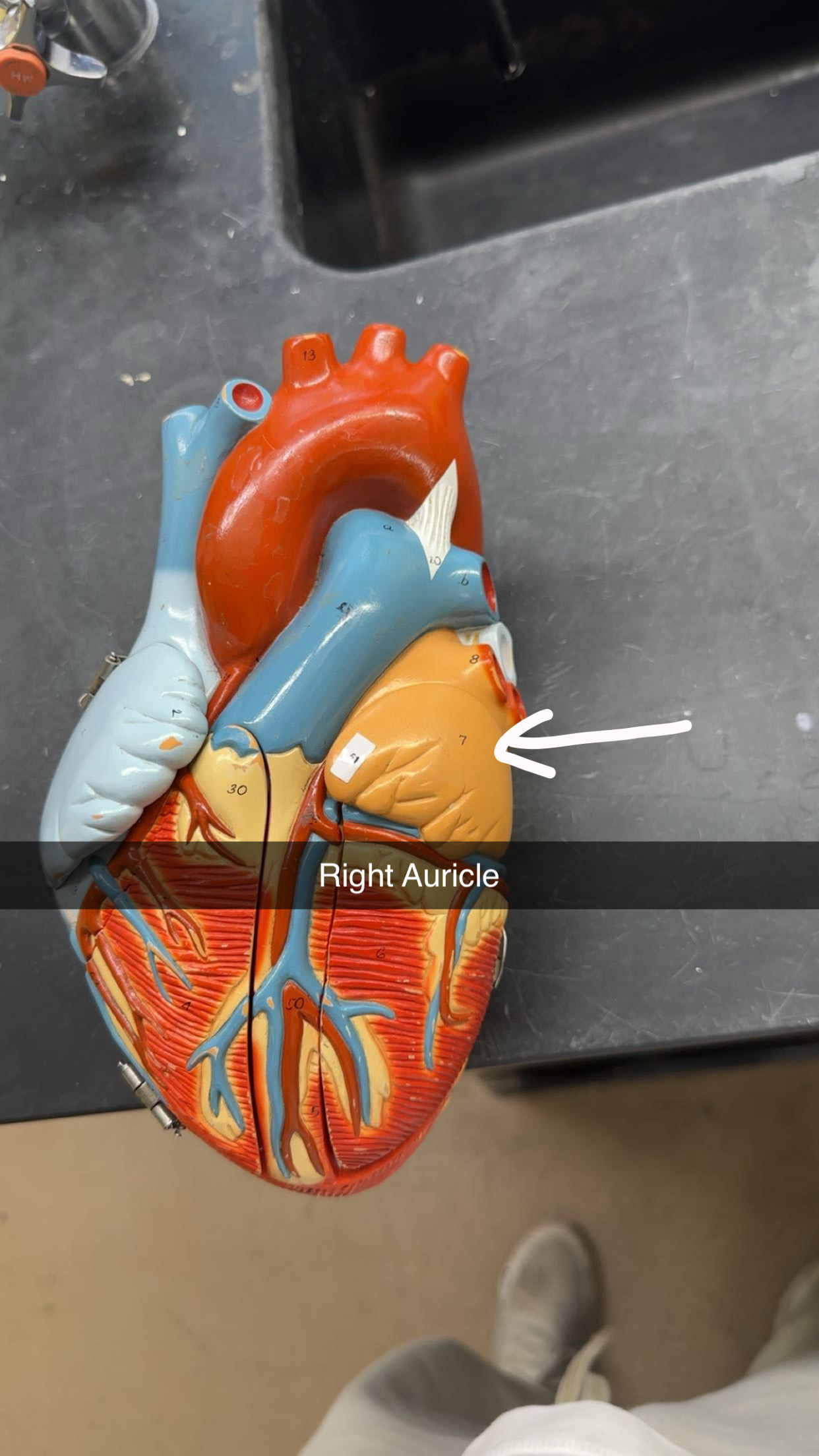 knowt flashcard image