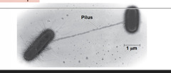 <p>pilus and transfers DNA through a structure called the "conjugation or mating bridge"</p>
