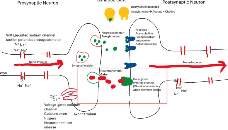 <p>Normal GABA Proces</p><p>GABA is released from the presynaptic neuron.</p><p>GABA binds to GABA-gated chloride channels on the postsynaptic neuron.</p><p>The chloride channel opens → Cl⁻ enters the neuron.</p><p>This hyperpolarises/inhibits the neuron, making it less likely to fire.</p>