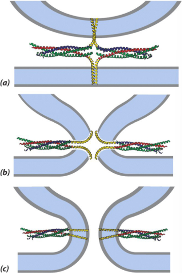 <p>4-Stranded Bundle, Each Bundle Consists of 4-Alpha Helices, 2 from Snap-25 and 1 Each from Syntaxin and Synaptobrevin, Together these Helices Form the Coiled Coil that Pulls the 2 Membranes into Close Proximity</p>