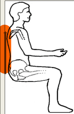 <ul><li><p>Determines back height (PSIS to AC joint)</p></li><li><p>Chair conversion dependent on functional level</p></li><li><p>If propelling keep scaps free for ROM</p></li><li><p>Power WC/tilt in space has back above scaps</p></li></ul><p></p>