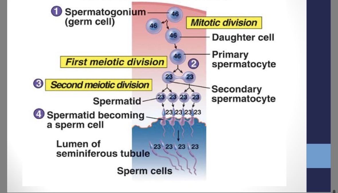 <p><strong>production of sperm </strong>begins at puberty and continues until death</p><p>1 - spermatogonium (46 chr,) → mitosis → 2 - primary spermatocytes (46 chr.) → meiosis I → 2 - secondary spermatocytes (23 chr.) → meiosis II → 4 spermatids (23 chr.) → 4 mature sperm (23 chr.)</p><p>seminiferous tubules: spermatogonium → secondary spermatocytes</p><p>epididymus: spermatids → sperm (maturation)</p><p>stimulated by FSH and testosterone</p>