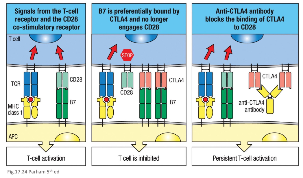 <ul><li><p><em>antibodies can bind to the checkpoint molecules that would inhibit the T-cells activation </em></p></li><li><p><em>this way blockade is removed and T-cells can normally function </em></p></li></ul><p></p>