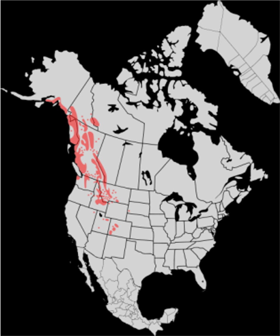 <p>Mountain goat</p><p>sexes herd apart</p><p>grasses/sedges/forbs</p><p>rocky areas above timberline</p>