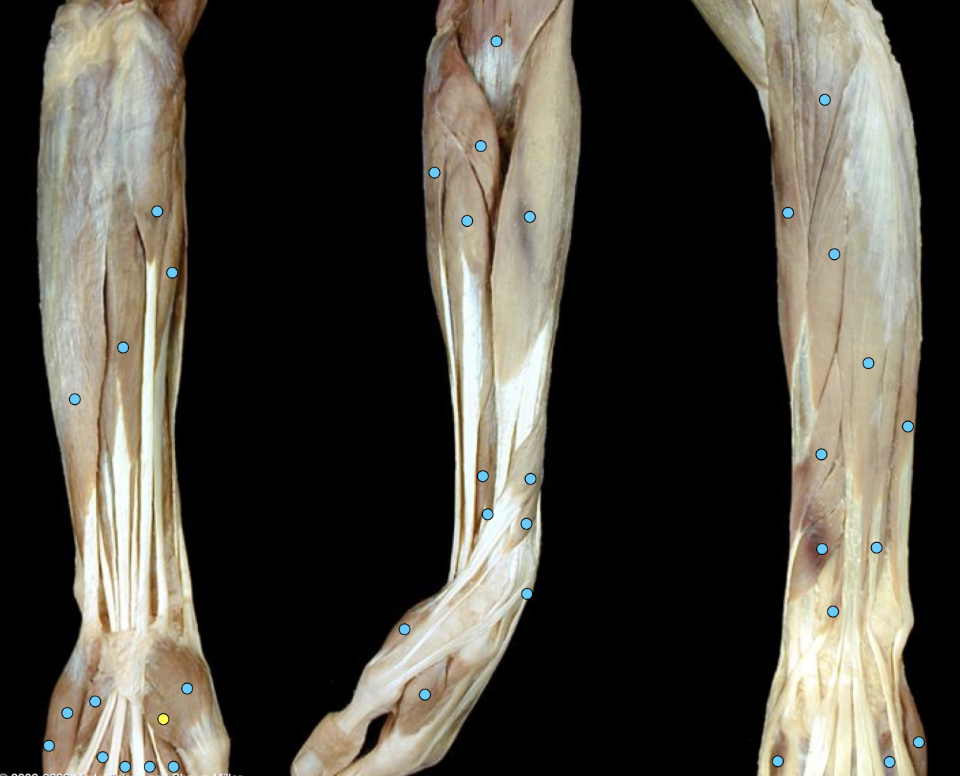 knowt flashcard image