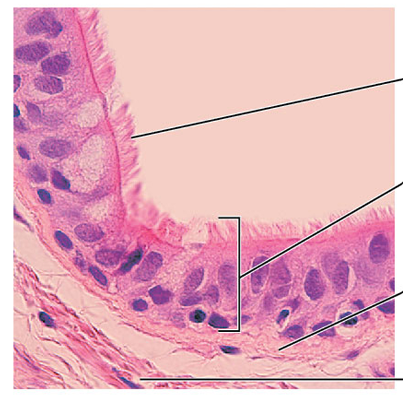 <p>what tissue is this?</p>