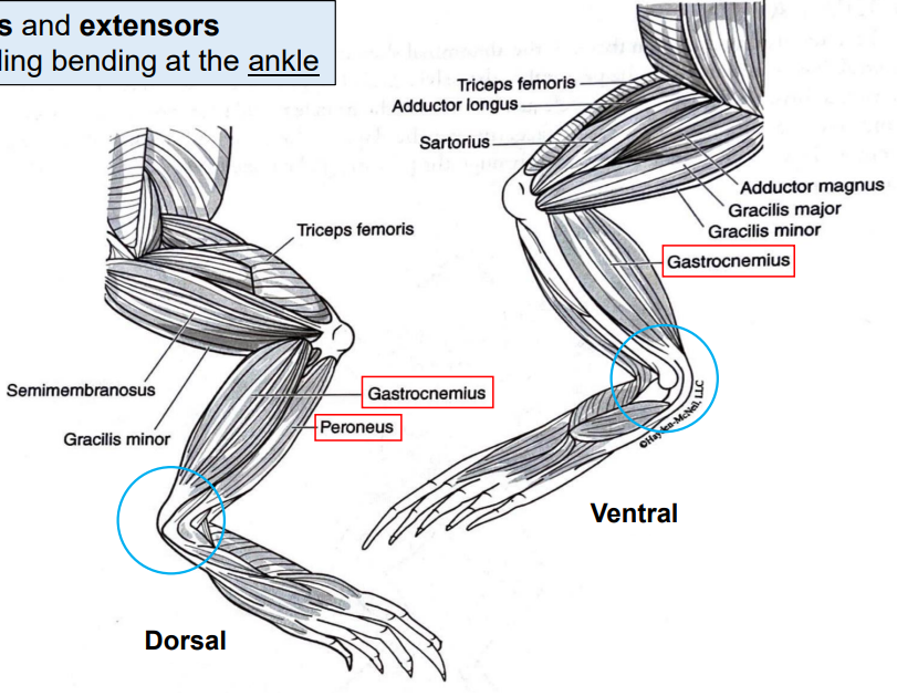 <p>Flexion of foot at ankle (toes move closer to shin)</p>
