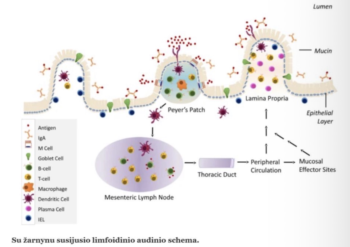 <p><span>difuzinis limfinis audinys,</span></p><p><span>solitariniai limfiniai folikulai</span></p><p><span>Pjejerio plokštelės</span></p>