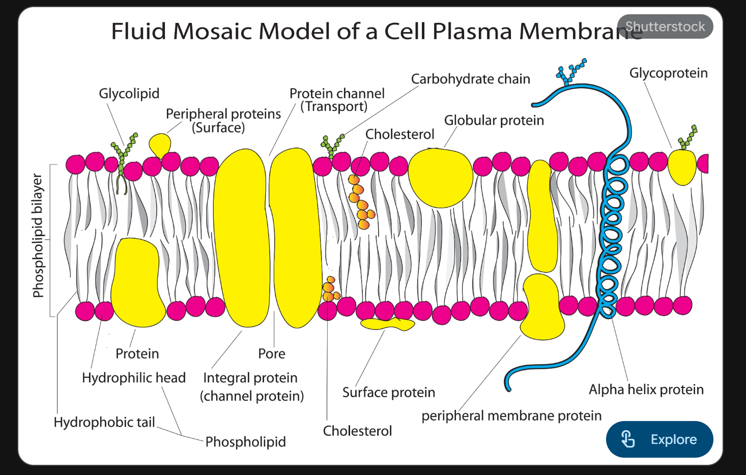 <ul><li><p>The plasma membrane is a <strong>semi-permeable</strong> boundary that separates the cell from its environment. </p></li><li><p>It is primarily composed of a <strong>phospholipid bilayer</strong> where the molecules are held together by weak Van der Waals forces and hydrophobic interactions—not covalent bonds—allowing for flexibility and movement.</p></li><li><p>According to the <strong>Fluid Mosaic Model</strong>, the membrane is a functional "mosaic" of:</p><ul><li><p><strong>Lipids:</strong> Phospholipids (amphipathic base) and Cholesterol (fluidity buffer).</p></li><li><p><strong>Proteins:</strong> Integral and peripheral proteins that act as transporters, receptors, and enzymes.</p></li><li><p><strong>Carbohydrates:</strong> Surface molecules used for cell-to-cell recognition.</p></li></ul></li></ul><p></p>